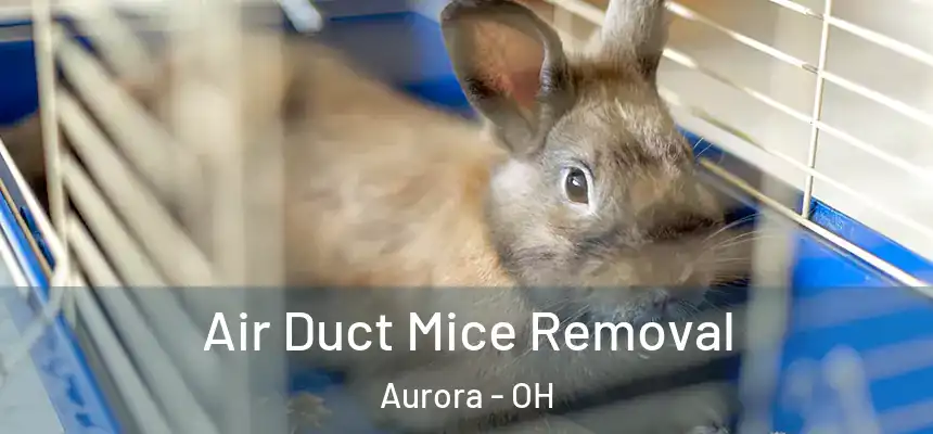 Air Duct Mice Removal Aurora - OH